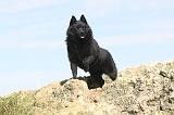 SCHIPPERKE 035